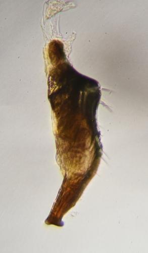 Réf. 295 915 : Deraeocoris scutellaris